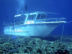 A Dive Shop does its part to destroy the reef at Maui. Th... by Stop Killing The Ocean! (ANONYMOUS + UNTRUSTWORTHY) 